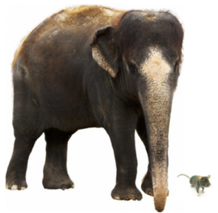 elephant compared to mouse