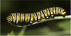 caterpillar early math stripes pattern