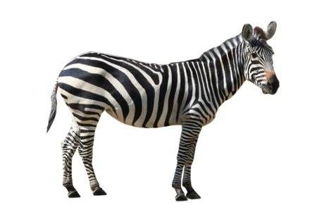early math patterns zebra stripes